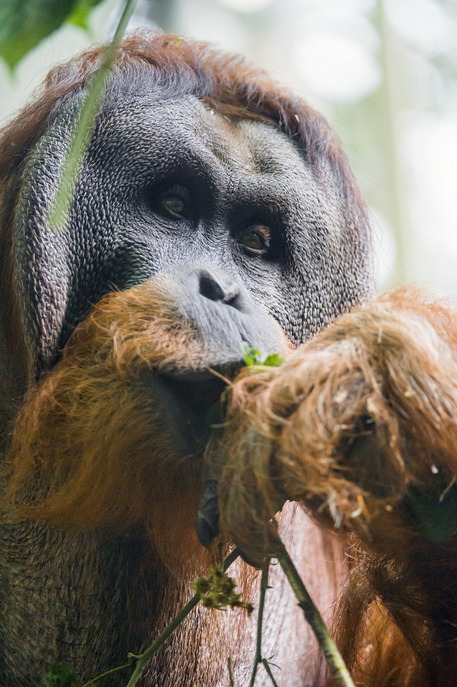  Orangutan Profile  savetheorangutan
